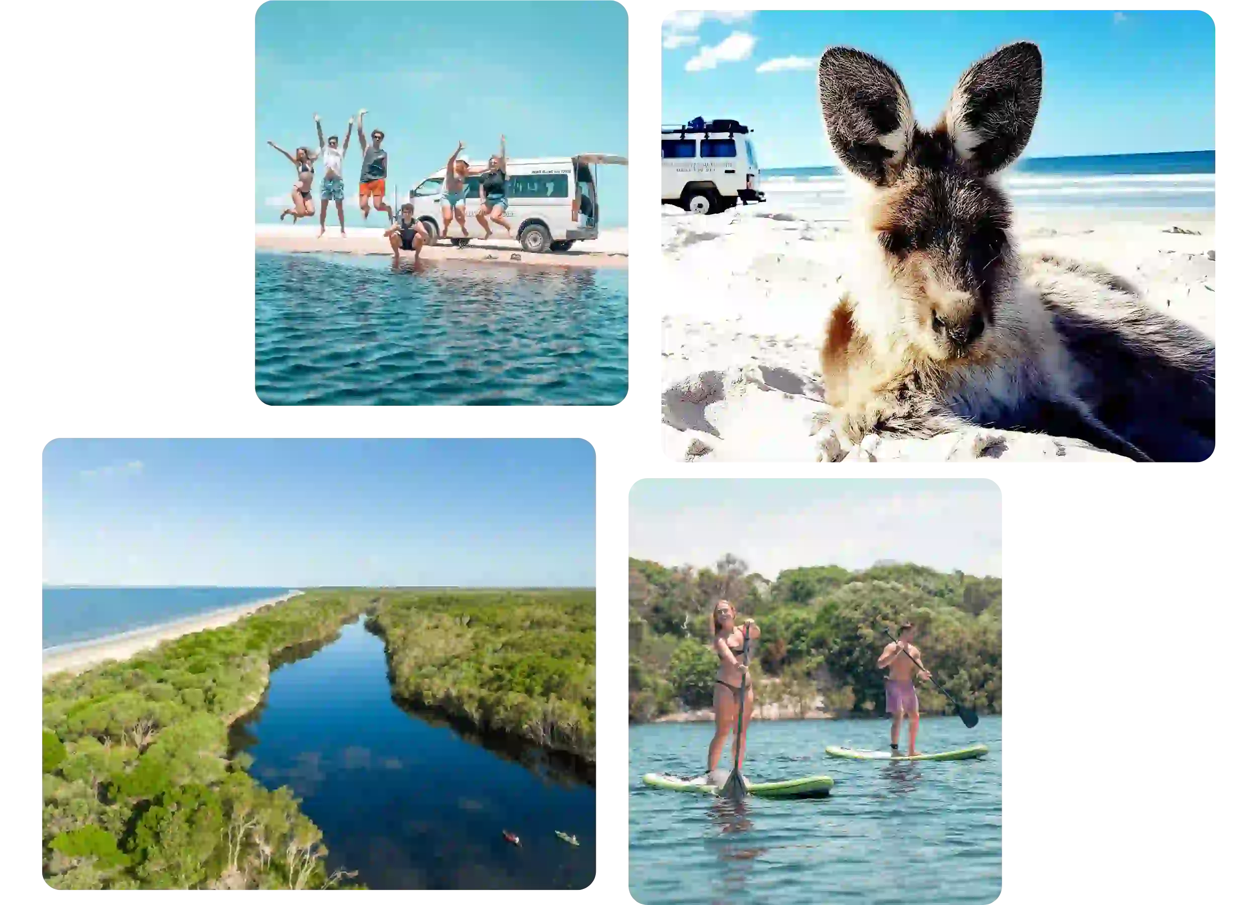 Freddy the kangaroo on Bribie Island a unforgettable experience