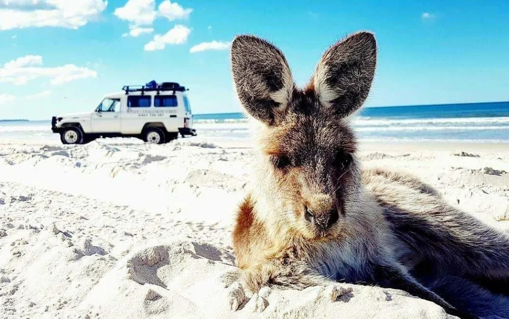 Bribie-Island-4WD-Beach-&-Fort-Bribie-Bunker-Tour